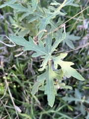 Ambrosia psilostachya