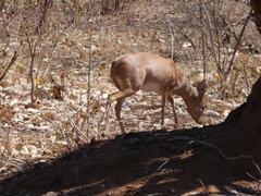 Raphicerus campestris