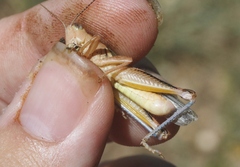 Melanoplus packardii