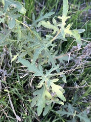 Ambrosia psilostachya