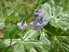 Mertensia virginica