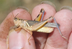 Melanoplus packardii