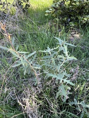 Ambrosia psilostachya