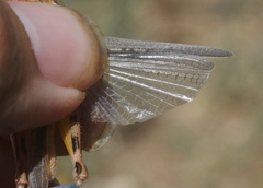 Melanoplus packardii