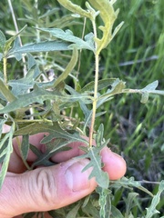 Ambrosia psilostachya