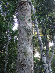 Syzygium crebrinerve