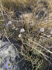 Erigeron divergens