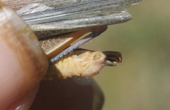 Melanoplus packardii