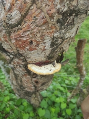 Ganoderma zonatum