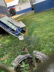 Opuntia cochenillifera