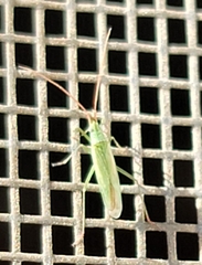 Trigonotylus caelestialium