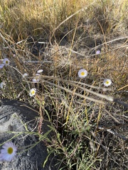 Erigeron divergens