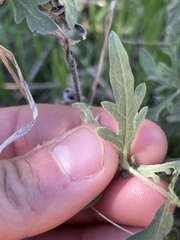 Ambrosia psilostachya