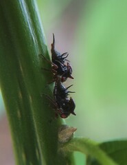 Membracidae