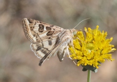 Protoschinia nuchalis