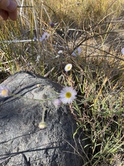 Erigeron divergens