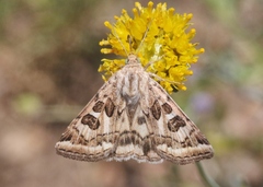 Protoschinia nuchalis