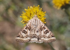 Protoschinia nuchalis