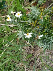 Chiliotrichum diffusum