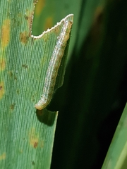 Epiphryne verriculata