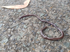 Typhlopidae