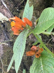 Chrysothemis friedrichsthaliana