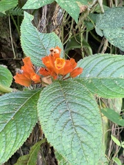 Chrysothemis friedrichsthaliana