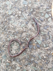 Typhlopidae