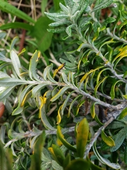 Chiliotrichum diffusum