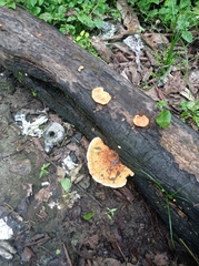 Pycnoporellus fulgens