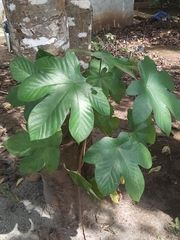 Cecropia peltata