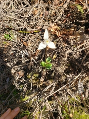Codonorchis lessonii