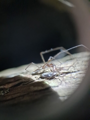 Tetragnathidae