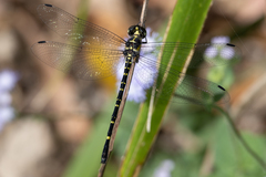 Eusynthemis nigra