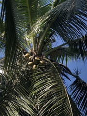 Cocos