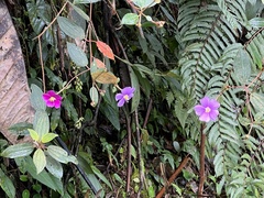 Andesanthus lepidotus