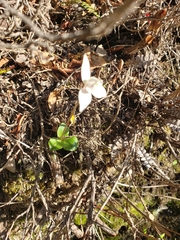 Codonorchis lessonii