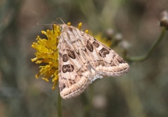 Protoschinia nuchalis