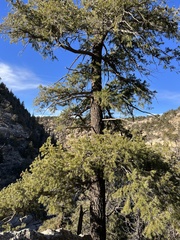 Pseudotsuga menziesii