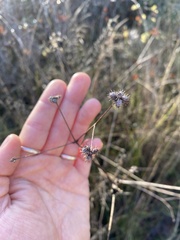 Sanicula crassicaulis