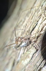 Tetragnathidae