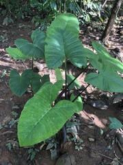 Xanthosoma