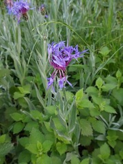 Centaurea fuscomarginata