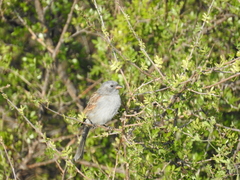 Spizella atrogularis