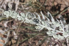 Artemisia ludoviciana