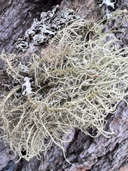 Usnea hirta
