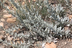 Artemisia ludoviciana