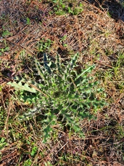 Cirsium horridulum
