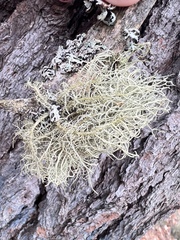 Usnea hirta