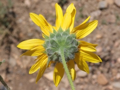 Helianthus petiolaris